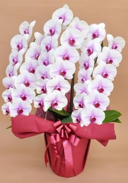 御祝や御供に…｜「花の共和国」　（東京都練馬区の花キューピット加盟店 花屋）のブログ