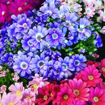 お花の絨毯…｜「花の共和国」　（東京都練馬区の花キューピット加盟店 花屋）のブログ
