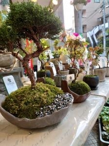 盆栽と苔玉…｜「花の共和国」　（東京都練馬区の花キューピット加盟店 花屋）のブログ