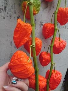 ほおずき…｜「花の共和国」　（東京都練馬区の花キューピット加盟店 花屋）のブログ