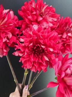 ダリア…｜「花の共和国」　（東京都練馬区の花キューピット加盟店 花屋）のブログ
